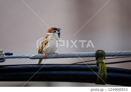 友を探すスズメ 124908953