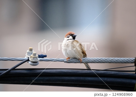 友を探すスズメ 友を探すスズメ 124908960