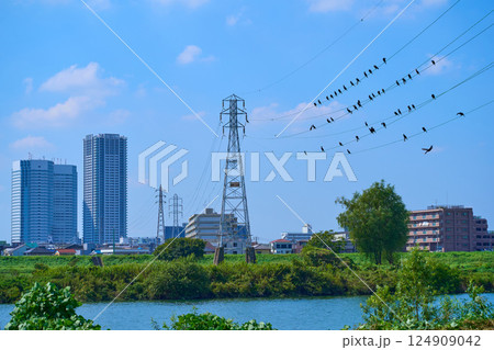 東京都大田区下丸子から多摩川対岸の高圧送電線に止まるカワウの大群を見る 124909042