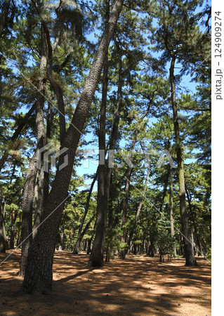 前橋敷島公園松林 前橋敷島公園松林 124909274