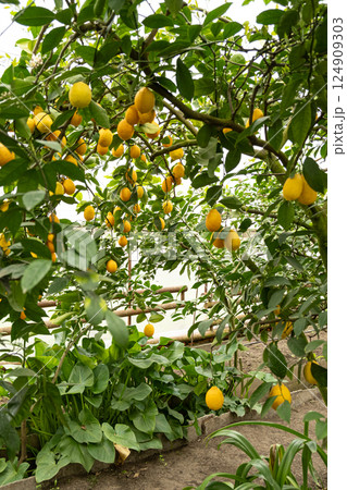 Growing lemons in a greenhouse orchard. Meyers sweet lemon variety. 124909303