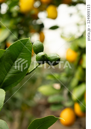 Green unripe lemons on a Meyer tree branch close-up. Green unripe lemons on a Meyer tree branch close-up. 124909315