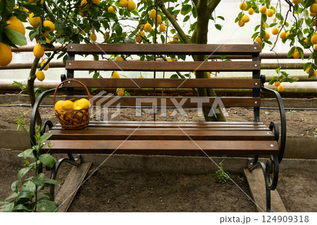 A cozy bench in a lemon garden, a basket of fresh ripe lemons. A cozy bench in a lemon garden, a basket of fresh ripe lemons. 124909318