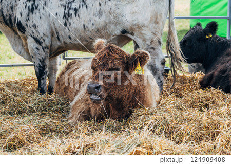 Galloway cattle breed for meat production 124909408