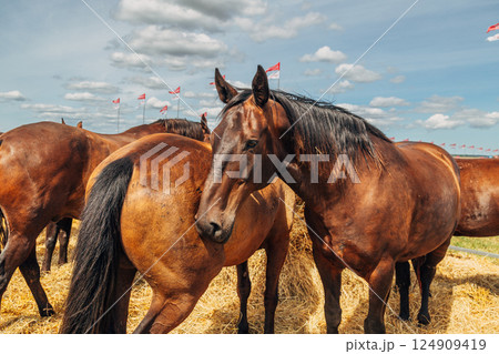 Portrait of a white-gray horse outdoors 124909419