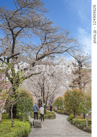 文京さくらまつり 文京さくらまつり 124909826