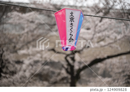 文京さくらまつり 124909828
