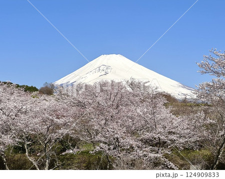 桜咲く春の訪れ 124909833
