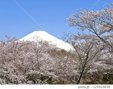 桜越しに見る富士山 124910050