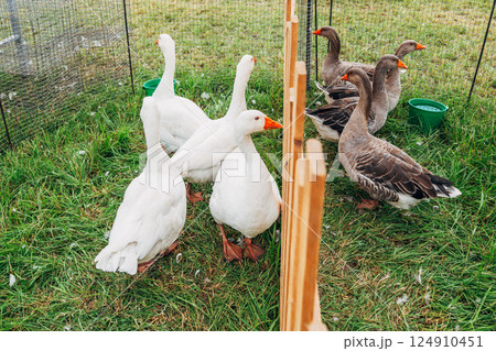 White and grey geese in a pen, separated by a fence 124910451