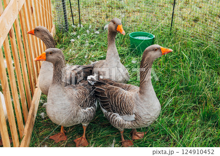 Grey geese in a pen 124910452