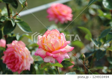 荒尾市 おもやい市民花壇 バラの花、 荒尾市 おもやい市民花壇 バラの花、 124910494