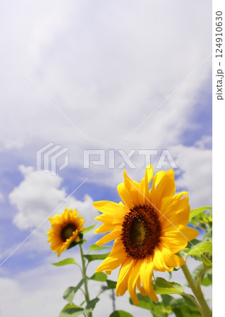 夏の空に咲く向日葵 124910630