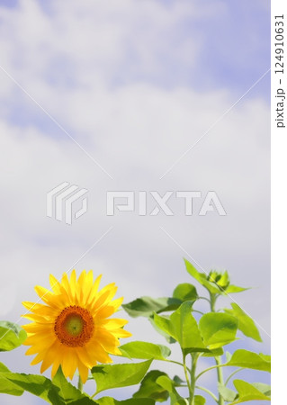 夏の空に咲く向日葵 124910631