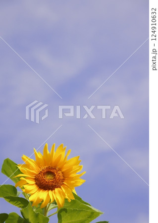 夏の空に咲く向日葵 夏の空に咲く向日葵 124910632