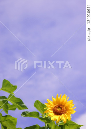 夏の空に咲く向日葵 124910634