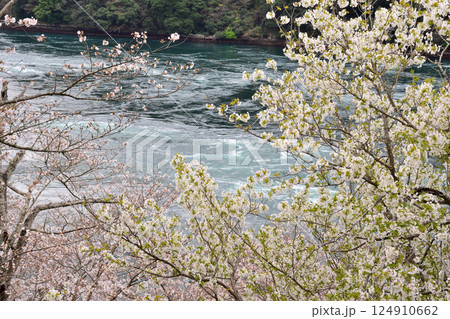 サクラと西海橋、井ノ浦瀬戸の渦潮 サクラと西海橋、井ノ浦瀬戸の渦潮 124910662
