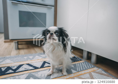 black and white japanese chin dog gazing and looking at camera while sitting on geometric patterned rug in bright kitchen interior, concept of pet portraits, animal content, dog food branding 124910880