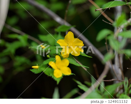 山吹の花 124911132