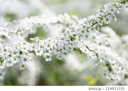 ユキヤナギ 124911181