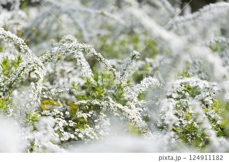 ユキヤナギ 124911182