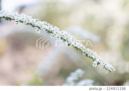 ユキヤナギ 124911186
