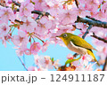 満開の河津桜の花にとまるメジロ 124911187