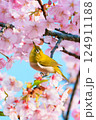満開の河津桜と戯れるメジロ 124911188
