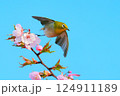 飛び立つメジロ 124911189