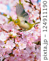 満開の河津桜と戯れるメジロ 124911190