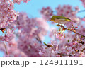 満開の河津桜とメジロ 124911191