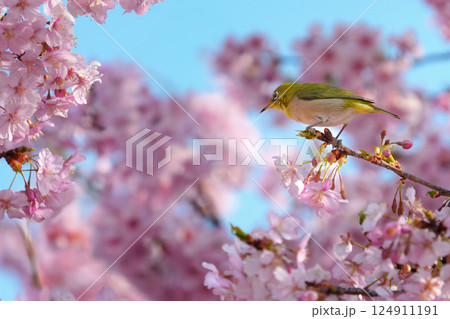 満開の河津桜とメジロ 124911191