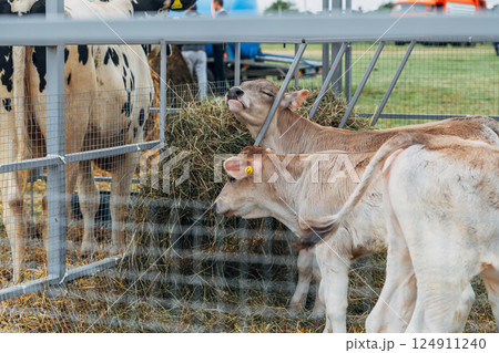 Two calves with heads together 124911240