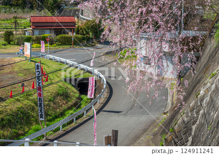 まつもと滝桜　お花見会場　桜が咲く田舎風景 124911241