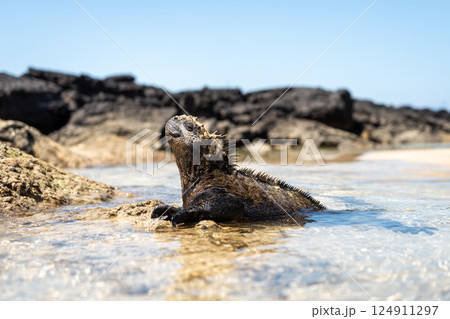 Marine iguana on rocks at Puerto Villamil beach, Galapagos, Ecuador Marine iguana on rocks at Puerto Villamil beach, Galapagos, Ecuador 124911297