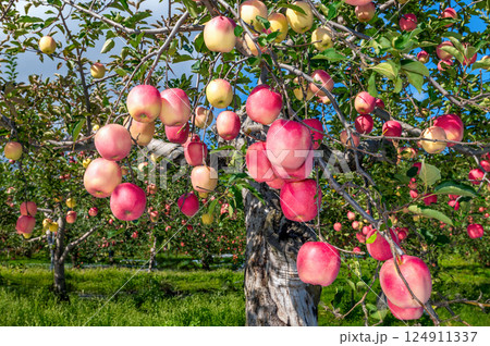 【青森県弘前市りんご】岩木山麓津軽の秋、りんご園は収穫中 124911337