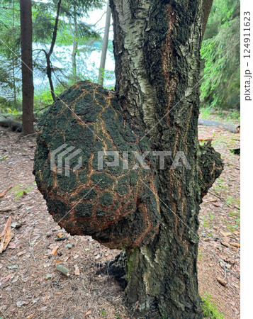 Large Chaga Mushroom Growing on a Birch Tree in Forest Large Chaga Mushroom Growing on a Birch Tree in Forest 124911623