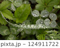 morning dew drops on green grass blade with fresh forest leaves in background after summer rain 124911722