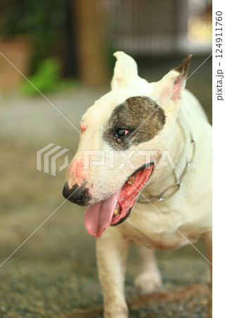 Portrait of a Bull Terrier in the park. Bull Terrier is a small dog of the genus Bull Terrier. 124911760
