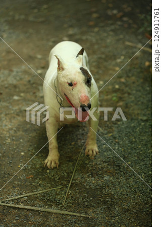 Portrait of a Bull Terrier in the park. Bull Terrier is a small dog of the genus Bull Terrier. Portrait of a Bull Terrier in the park. Bull Terrier is a small dog of the genus Bull Terrier. 124911761