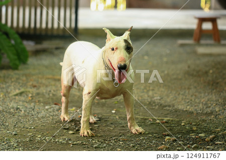 Portrait of a Bull Terrier in the park. Bull Terrier is a small dog of the genus Bull Terrier. Portrait of a Bull Terrier in the park. Bull Terrier is a small dog of the genus Bull Terrier. 124911767