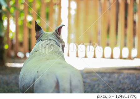 Portrait of a Bull Terrier in the park. Bull Terrier is a small dog of the genus Bull Terrier. 124911770
