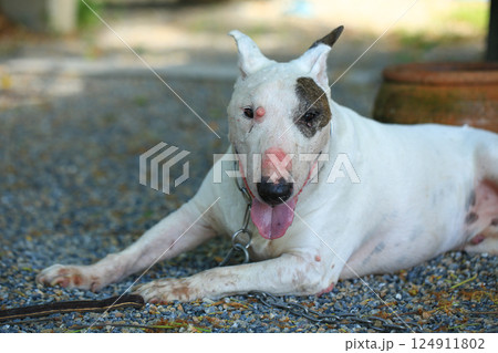 Portrait of a Bull Terrier in the park. Bull Terrier is a small dog of the genus Bull Terrier. Portrait of a Bull Terrier in the park. Bull Terrier is a small dog of the genus Bull Terrier. 124911802