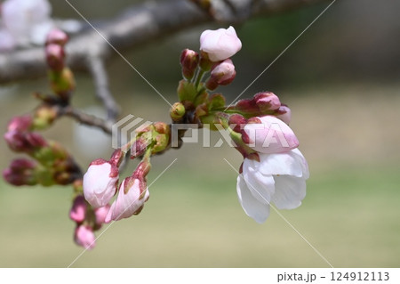 桜の花の蕾 124912113