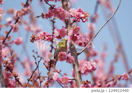 ピンクの梅の花と青空とメジロ 124912440
