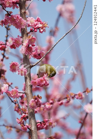 梅の花の蜜を吸うメジロ 124912441