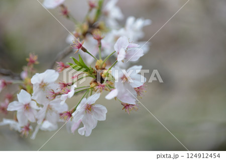 桜の花と若葉 124912454