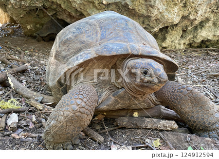 Close-up image of a giant tortoise resting on the forest floor near a rocky shelter. Close-up image of a giant tortoise resting on the forest floor near a rocky shelter. 124912594