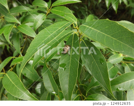 葉の上のセマダラコガネ 124912635
