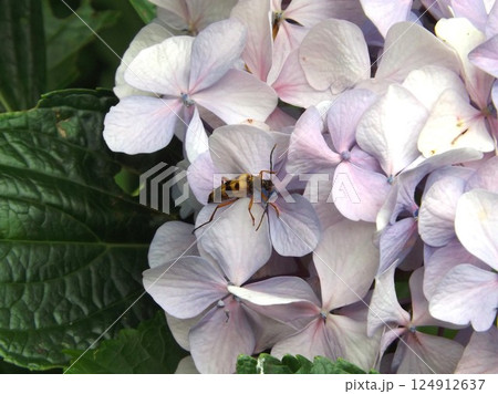 アジサイの花の上のヨツスジハナカミキリ 124912637